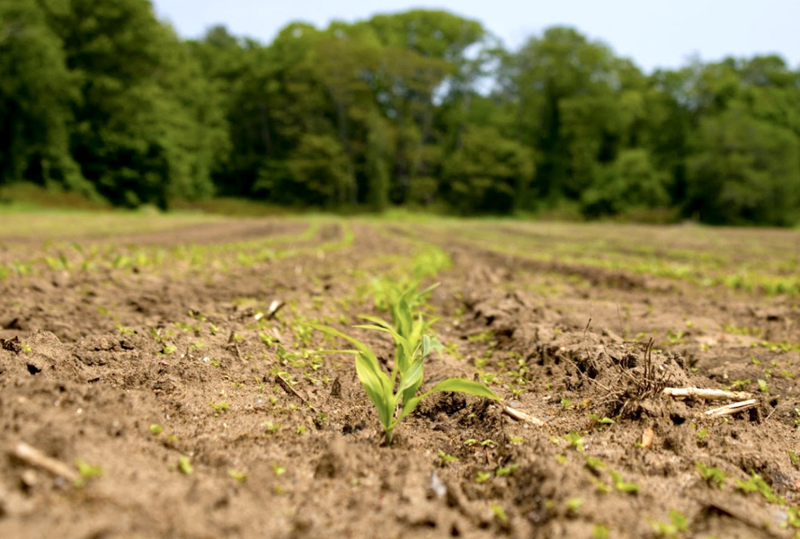 rosedale crops